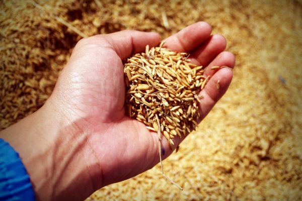 A hand holding a handful of grains.